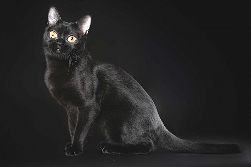 Бомбейская кошка