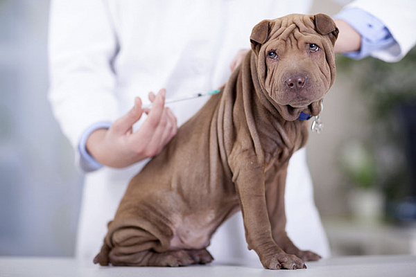Как подготовить щенка к прививке?