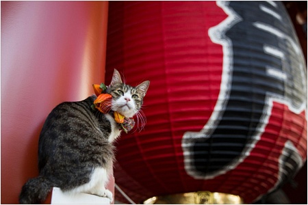 Японские имена для кошек и котов