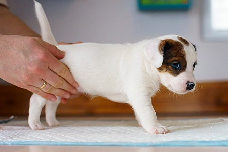 Щенок до 1,5 месяцев: какой он?