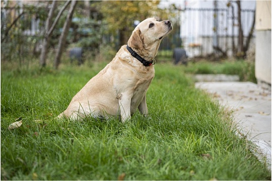 Как понять, что собака беременна Как понять, что собака беременна