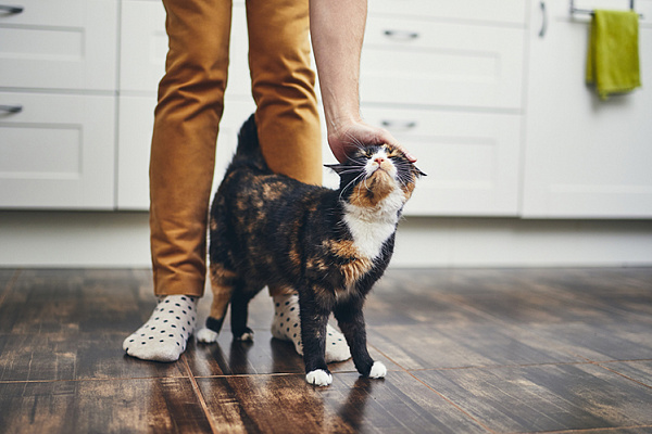 Почему кошки трутся о ноги? | Хвост Ньюс