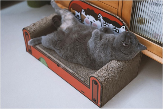 Почему кошка храпит и что делать Почему кошка храпит и что делать