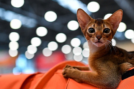 Как подготовить дом к появлению котенка?