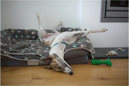 Что означают позы сна собаки