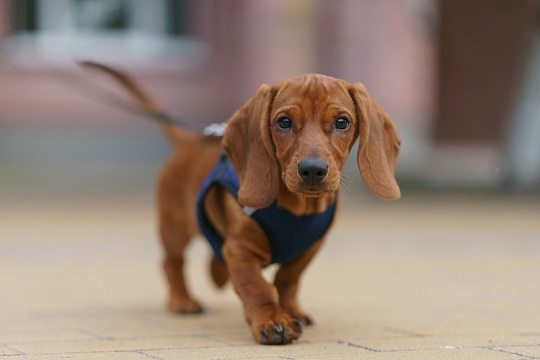 Вологда: где можно гулять с собаками, а где – наказуемо Вологда: где можно гулять с собаками, а где – наказуемо