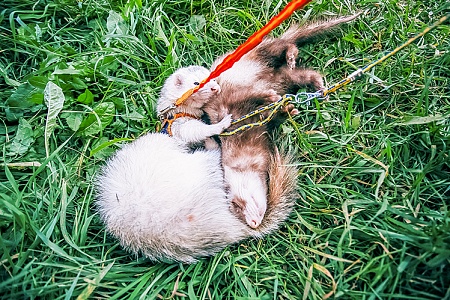 Как правильно гулять с хорьком?