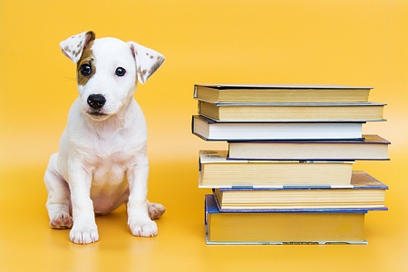 Как обучить щенка командам "Нельзя" и "Фу"?