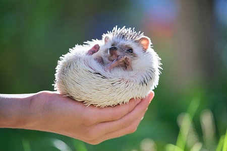 Собаки из приюта спасли редкого ежа в Ставрополье