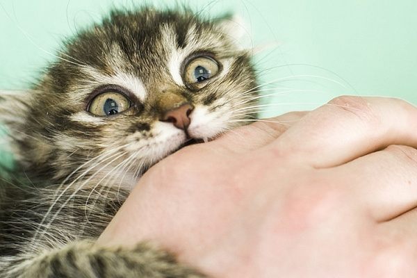 Как отучить котенка кусаться: дрессируем «усатого» самостоятельно