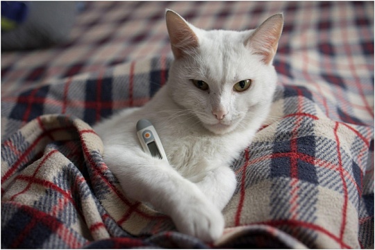 Температура у кошек: норма и отклонения