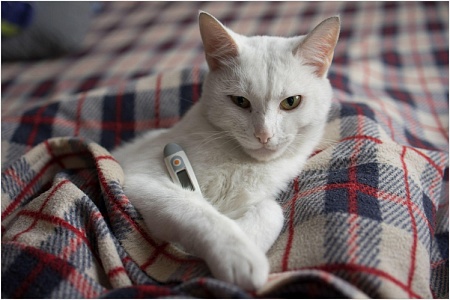 Температура у кошек: норма и отклонения