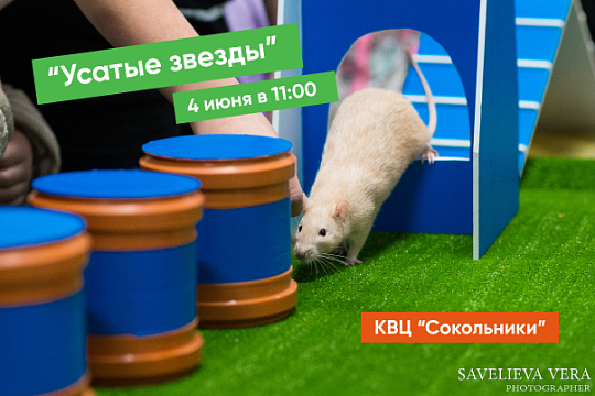 Выставка «Усатые звезды» уже в эту субботу Выставка «Усатые звезды» уже в эту субботу