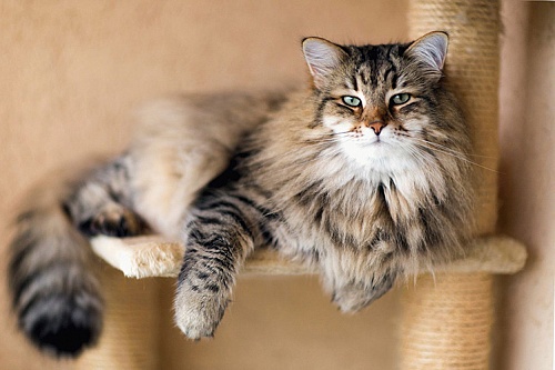 Сибирская кошка Сибирская кошка