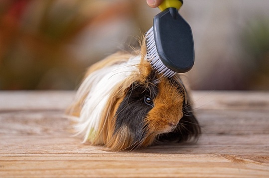 Как ухаживать за шерстью грызунов и кроликов