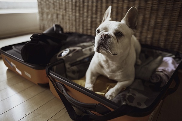 Можно ли оставлять собаку на время отпуска
