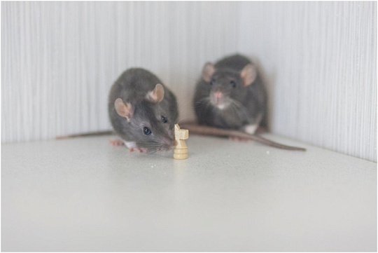 Как определить пол крысы: подробное руководство для начинающих 