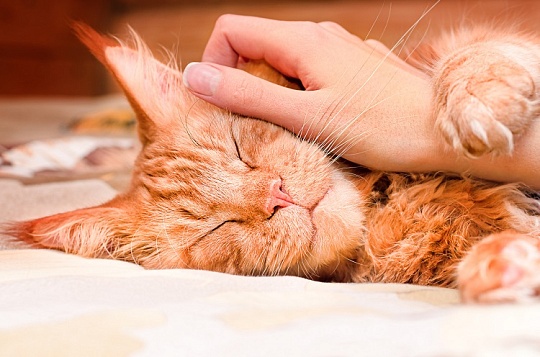 Как ухаживать за мейн-куном