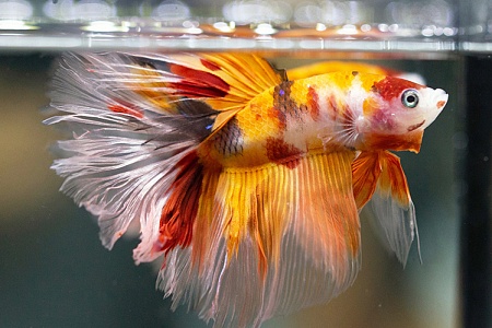 Четыре неприхотливые экзотические рыбки для аквариума