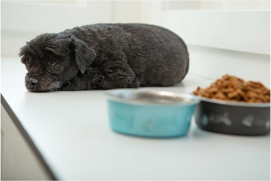 Панкреатит у собак: как лечить и кормить питомца