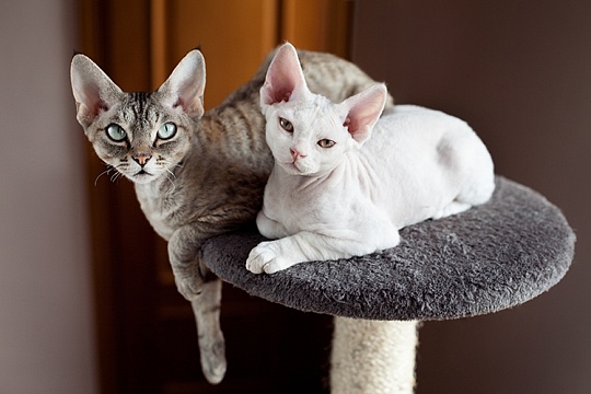 Пять пород кошек, которые почти не линяют Пять пород кошек, которые почти не линяют