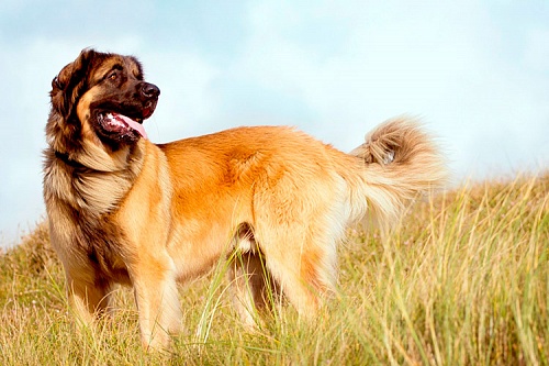 Леонбергер