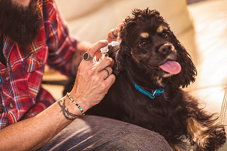 Как чистить уши собаке?