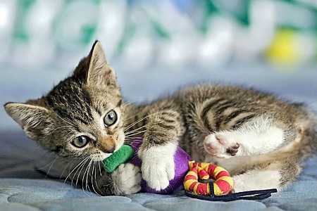 Игрушки для котят, у которых режутся зубки