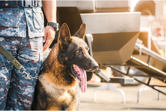 На страже закона: как обучают собак для службы в полиции