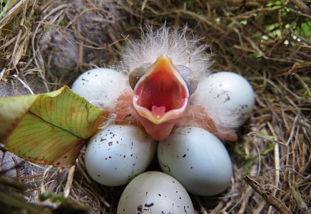 Разведение амадинов