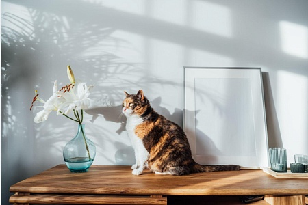 Безопасный дом для кошки: 10 скрытых опасностей в квартире