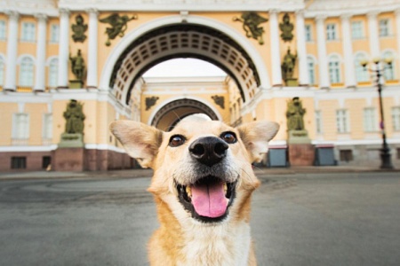 Dog-friendly места в Санкт-Петербурге: гид для владельцев собак