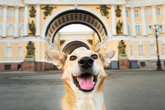 Dog-friendly места в Санкт-Петербурге: гид для владельцев собак Dog-friendly места в Санкт-Петербурге: гид для владельцев собак