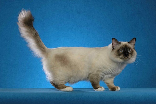 Бирманская священная кошка