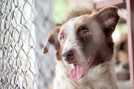 Какую собаку взять из приюта: щенка или взрослую?