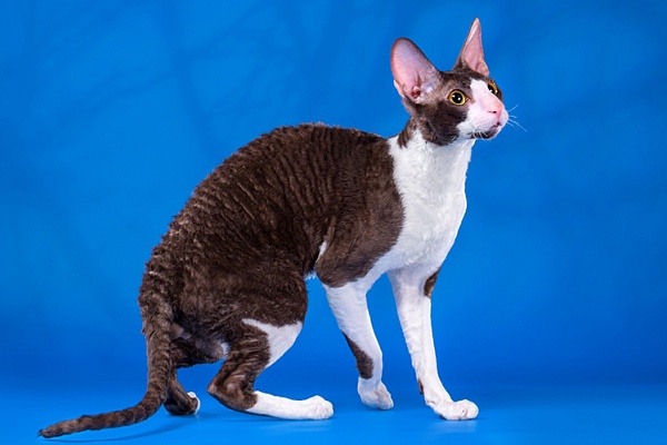 Корниш-рекс