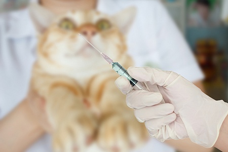 Нужна ли прививка кошке?
