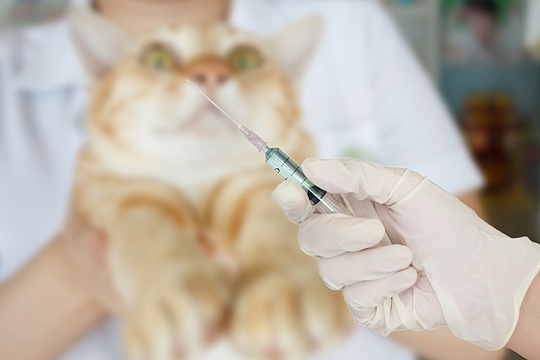 Нужна ли прививка кошке?