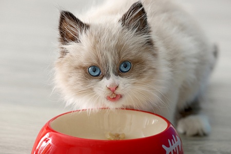 Можно ли кормить котенка сухим и влажным кормом?