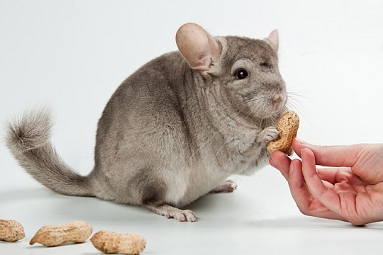 Чем кормить шиншиллу?