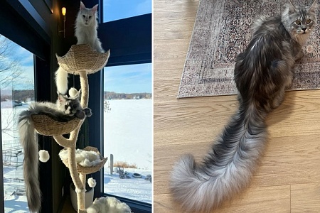 Кот попал в Книгу рекордов Гиннесса за самый длинный хвост