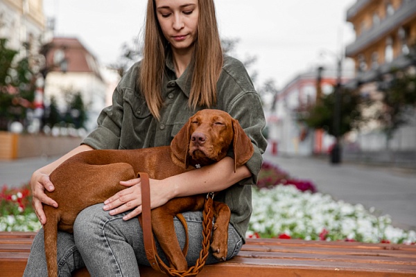 Эйнштейны собачьего мира: какая порода собак самая умная и почему?