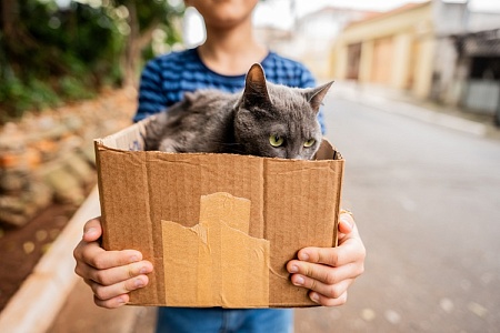 Что делать, если вы нашли кошку?