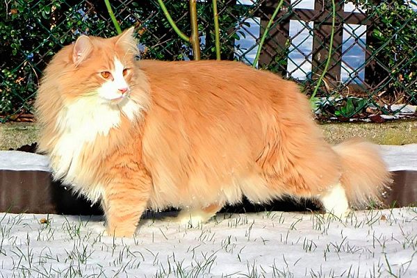 норвежская лесная кошка описание породы