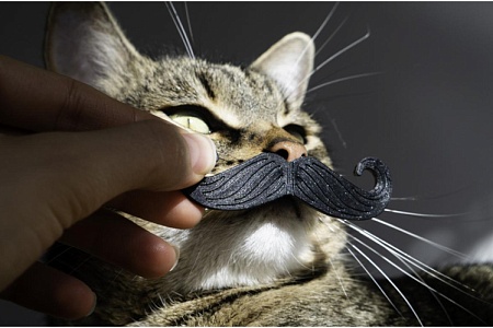 Не только для красы. Зачем усы кошке