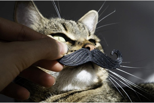 Не только для красы. Зачем усы кошке Не только для красы. Зачем усы кошке