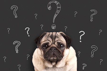 Как понять язык собаки. Сигналы тела, которые полезно знать