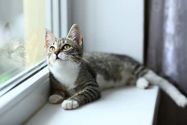 Кошка выпала из окна: что делать?