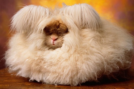 Линька у кроликов и грызунов