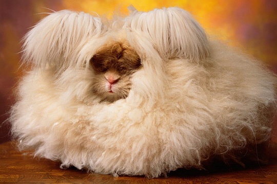 Линька у кроликов и грызунов